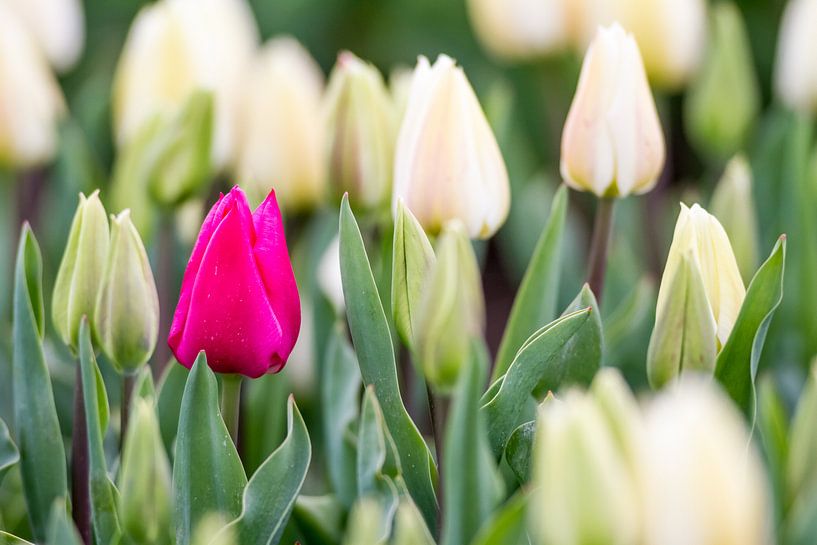 Tulips on the field by Marcel Derweduwen