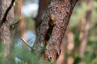 Écureuil au bout d'une branche d'arbre