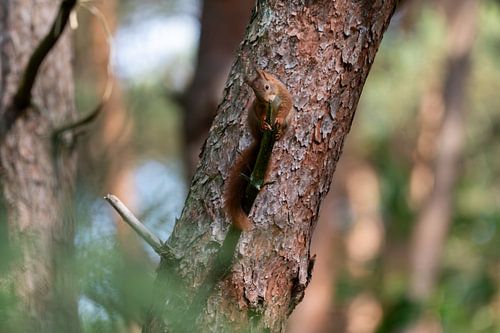 Eekhoorn op het einde van Boomtak