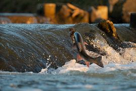 Migration des poissons en sautant le liseron dans une échelle à poissons