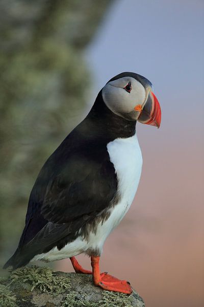 Puffins Norway by Frank Fichtmüller
