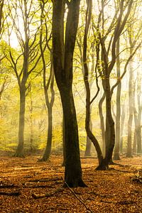 Bomen in zacht ochtend licht van Albert Lamme