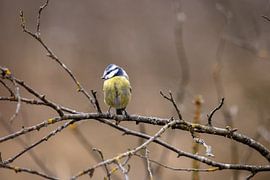 Blue tit on a branch