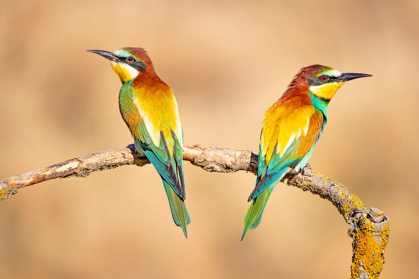 Bee-eater, Merops apiaster by Gert Hilbink