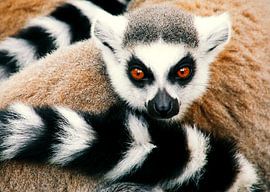 Portret van een ringstaartmaki von Studio Mirabelle