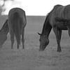 paard sur Rando Kromkamp