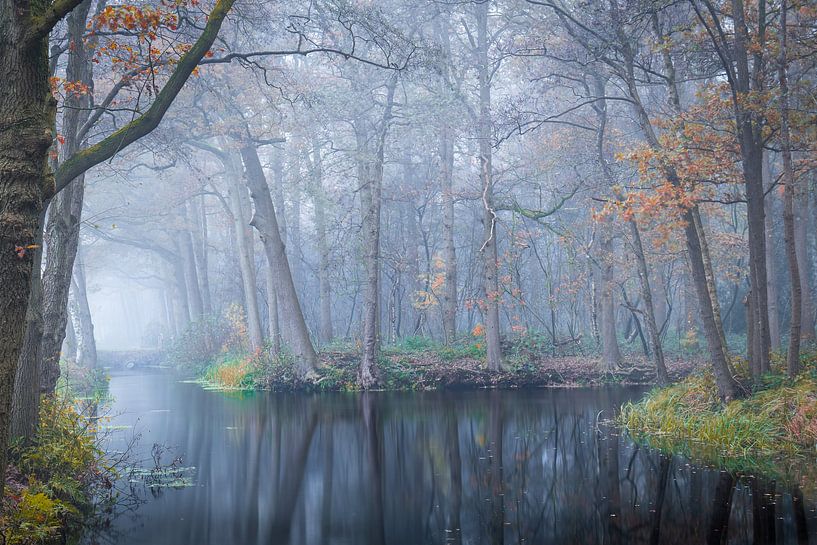 Forêt de conte de fées. par Marco Lok
