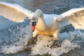 Swan comes flying in and looks at me (original) by Marjolein Deelen