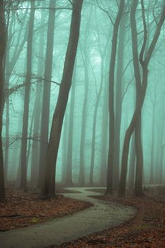 Forest Path by Jeroen Mondria