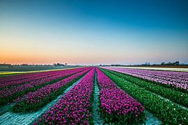 A field of tulips at sunset by Alexander van der Molen