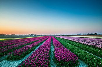 Champ de tulipes au coucher du soleil