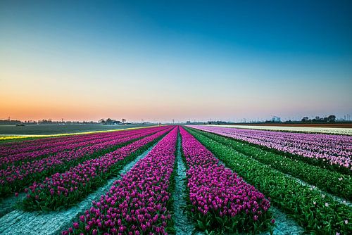 A field of tulips at sunset