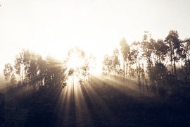 Sonnenaufgang hinter Eukalyptusbäumen von Shanti Hesse