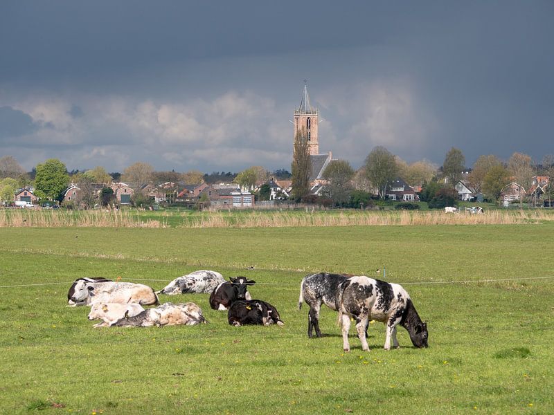 Cows in the meadow with the church of Eemnes by Robin Jongerden