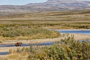 Grizzly beer  van Menno Schaefer