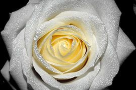 The rose by Carolien Lichtendonk