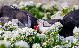 Twee papegaaiduikers van Fotografie by Jenny Kiersztyn