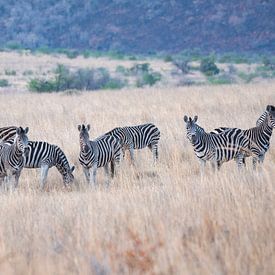 Zebra's van Joop Bruurs
