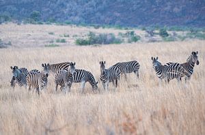 Zebra's van Joop Bruurs