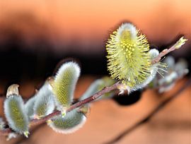 Weidenrasse in der Abendsonne von A'da de Bruin