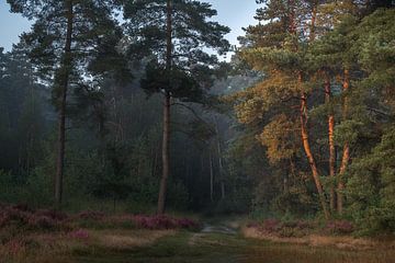 Pine path in the golden light of the rising sun by John van de Gazelle fotografie