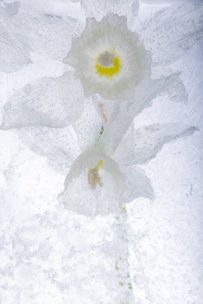 Witte narcis in ijs 3 van Marc Heiligenstein