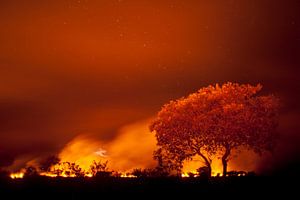 Fire in the Pantanal von AGAMI Photo Agency