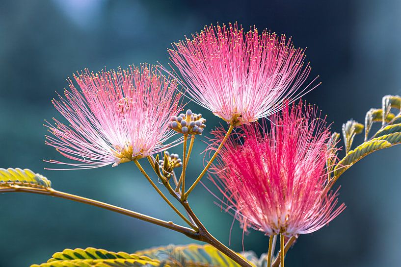 Seidenbaum von Thomas Herzog