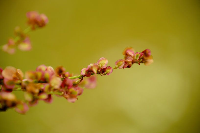 roadside herb by Eveline Lenderink