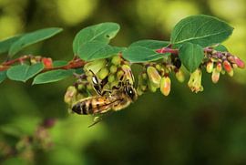 Dicht "Bij" von Dennis Timmer