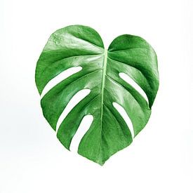 Monstera Deliciosa | Plant  Art Print | Gatenplant van Sarina Dekker