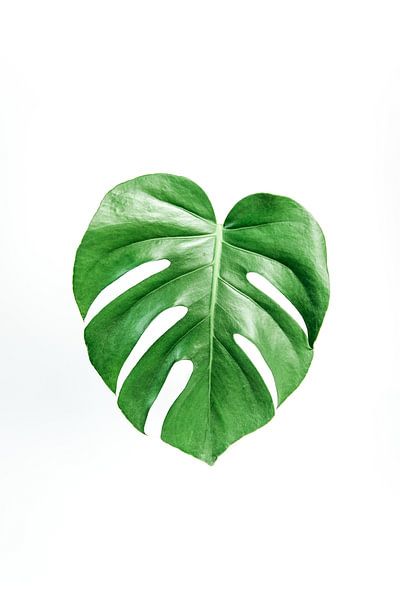 Monstera Deliciosa | Plant Art Print | by Sarina Dekker
