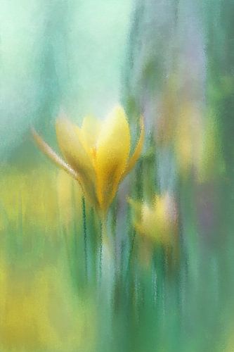 Crocus jaune – Jaune et vert dans la brume matinale