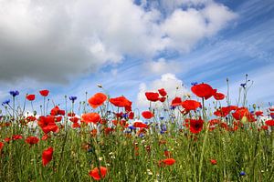 Champ de coquelicots 2014