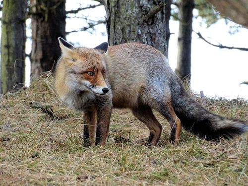 Vos in het wild