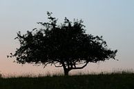 Einsamer Baum von Bert Kok Miniaturansicht