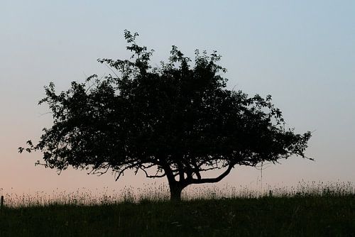 Lonely tree