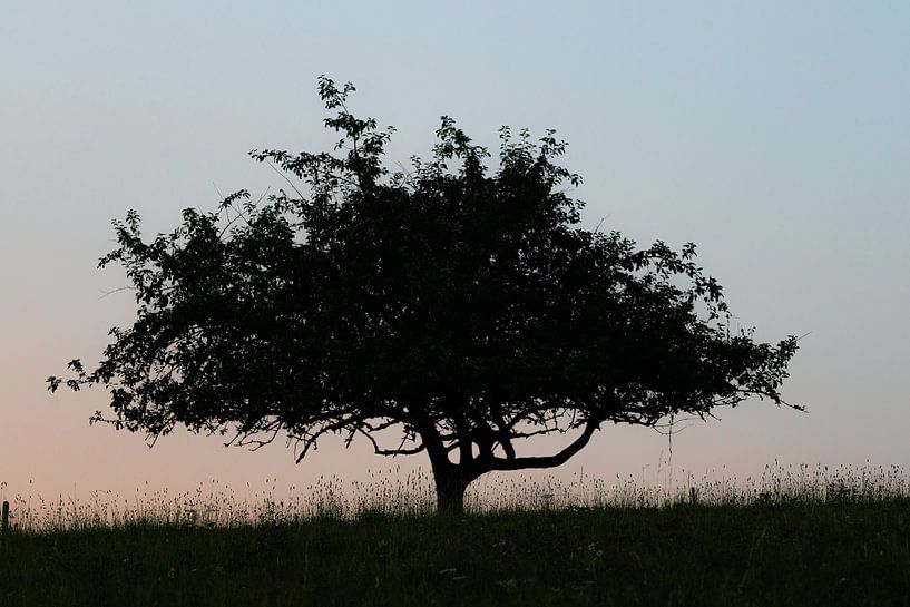 Eenzame boom van Bert Kok
