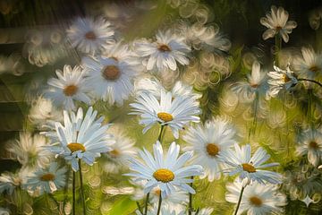 Daisies in the sun