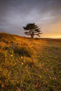 Ein einzelner Baum ragt im Abendlicht über die Grave Dunes