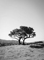 Duo - Black & White