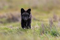 Fuchsfoto | Fuchsjunge im Gras in Amerika von Dennis en Mariska Miniaturansicht