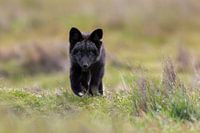 Fox photo | Fox cub in the grass in America