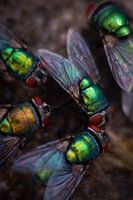 Flies in the garden