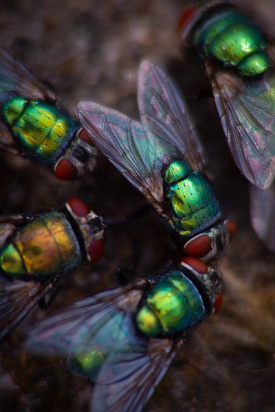 Flies in the garden by Jac Nooijens