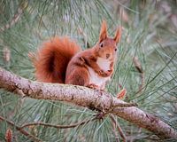 Rotes Eichhörnchen schaut neugierig nach unten