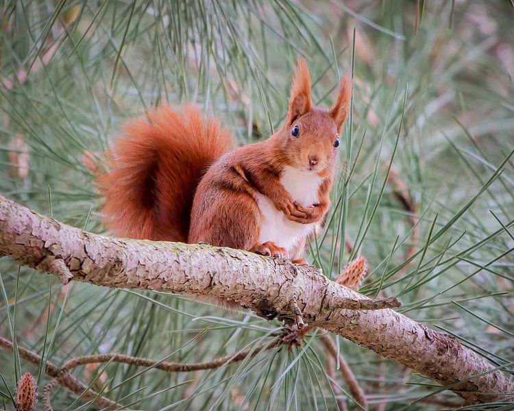 Red squirrel looks down curiously by Miriam van Dun