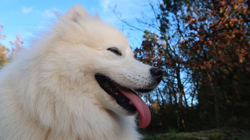 Samoyed van Bo Valentino