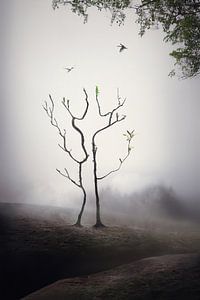 Bildmanipulation: Neblige Landschaft mit verborgenen menschlichen Formen - Mystik und Natur in der Kunst