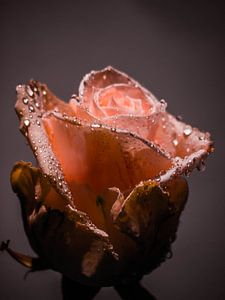 The Tears of a Flower sur Oscar van Crimpen